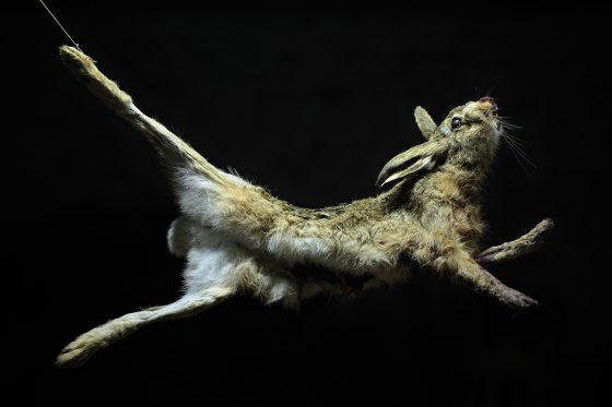 Au pied droit de Joseph Beuys est attachée … une longue semelle d’acier contre laquelle est déposée une semelle de feutre de même dimension.
